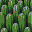 Cactus texture