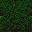 Hedge texture