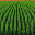 Wheat (Young) texture