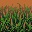 Wheat (Ripening) texture