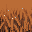Wheat (Ripe) texture
